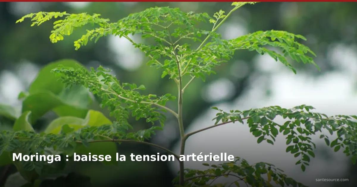 Jeune pousse de moringa aux feuilles vertes composées, plante médicinale pour réduire la tension artérielle