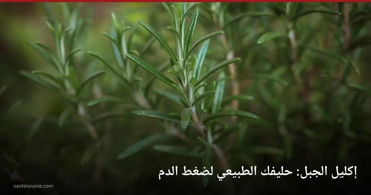 نبتة إكليل الجبل (أزير) الطازجة بأوراقها الإبرية الخضراء في الحقل