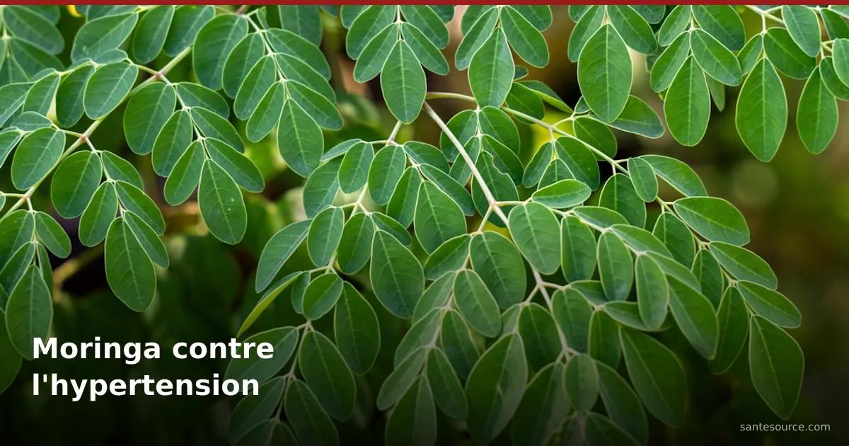 Feuillage vert de moringa sur ses branches, plante étudiée contre l'hypertension artérielle