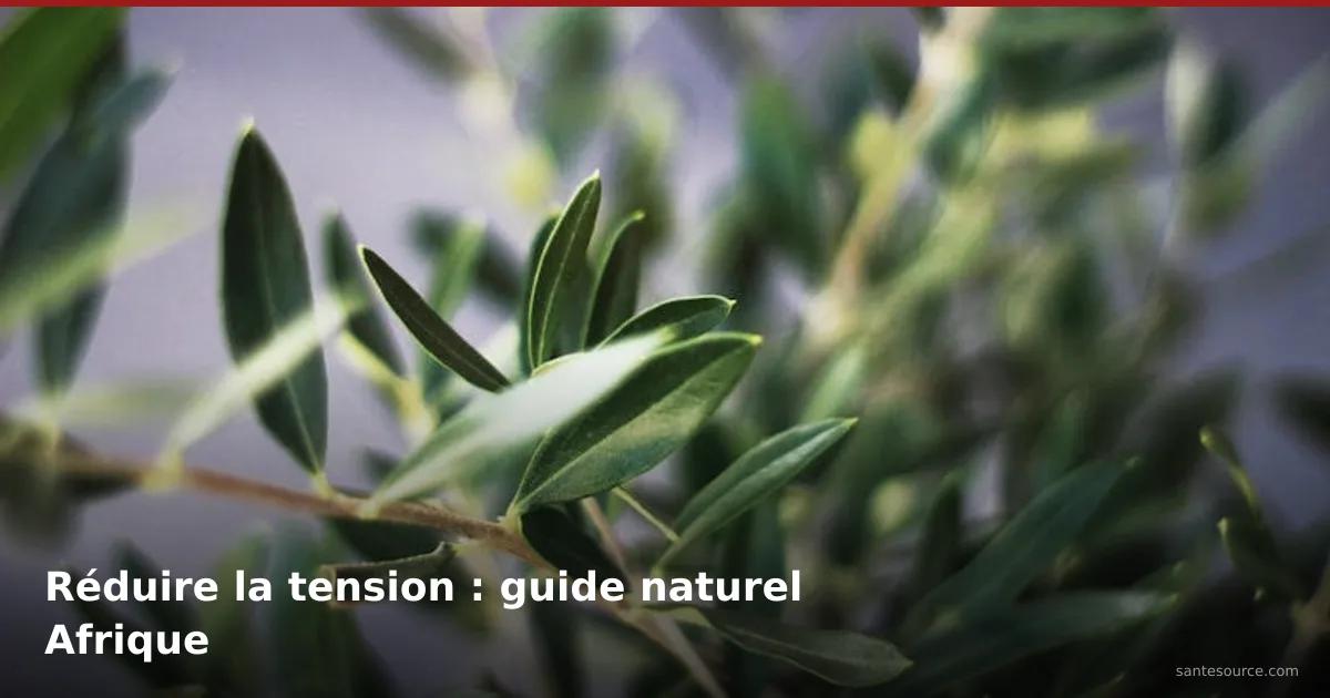 Feuilles d'olivier vertes aux propriétés hypotensives pour réduire naturellement la tension artérielle