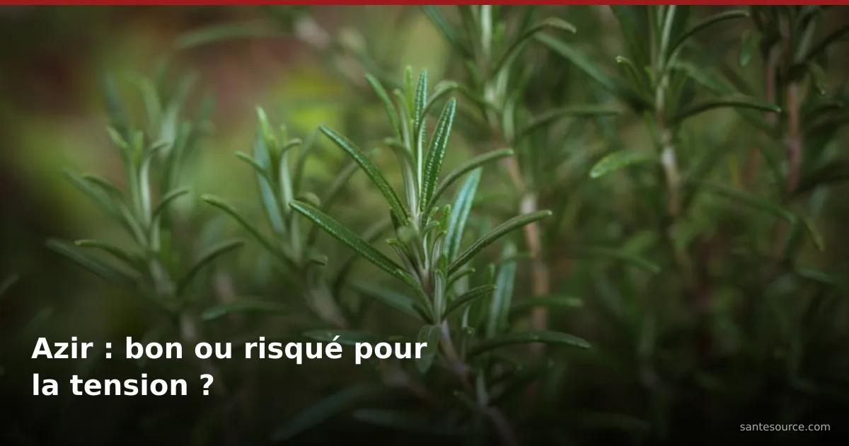 Brins de romarin (azir) frais en pleine croissance, plante évoquée pour la tension artérielle au Maroc