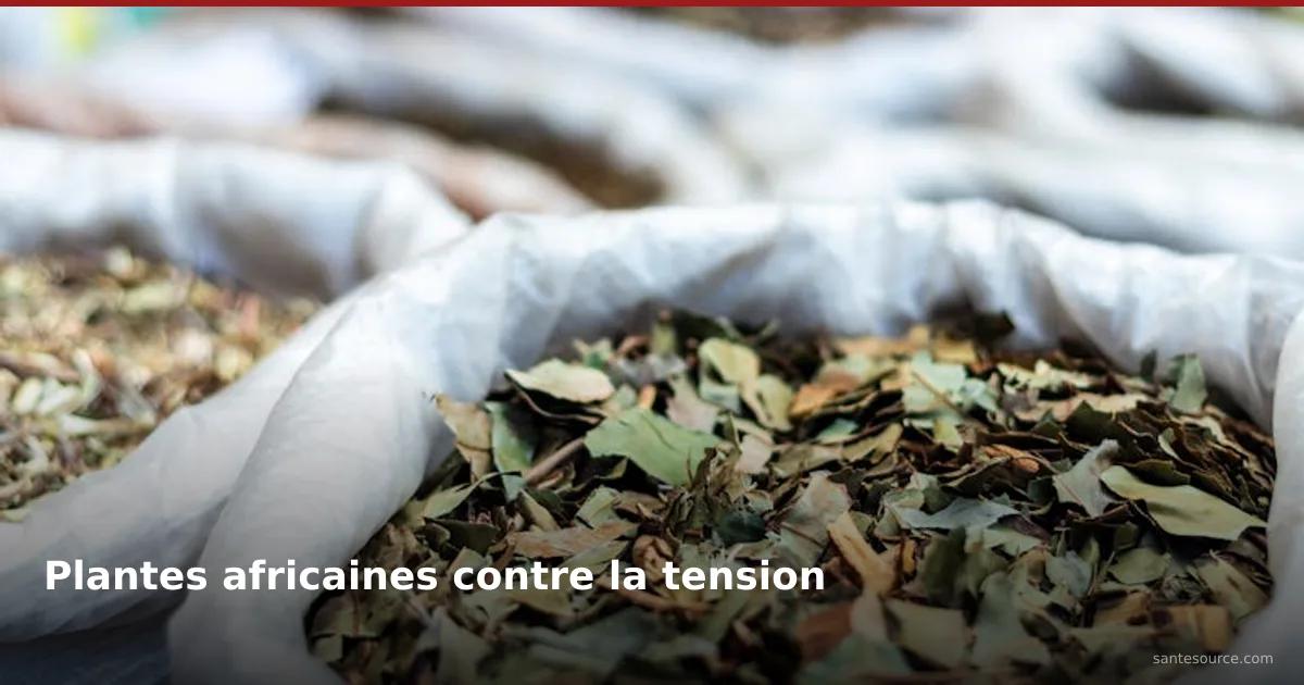 Feuilles médicinales séchées en sacs au marché africain pour traiter la tension artérielle naturellement