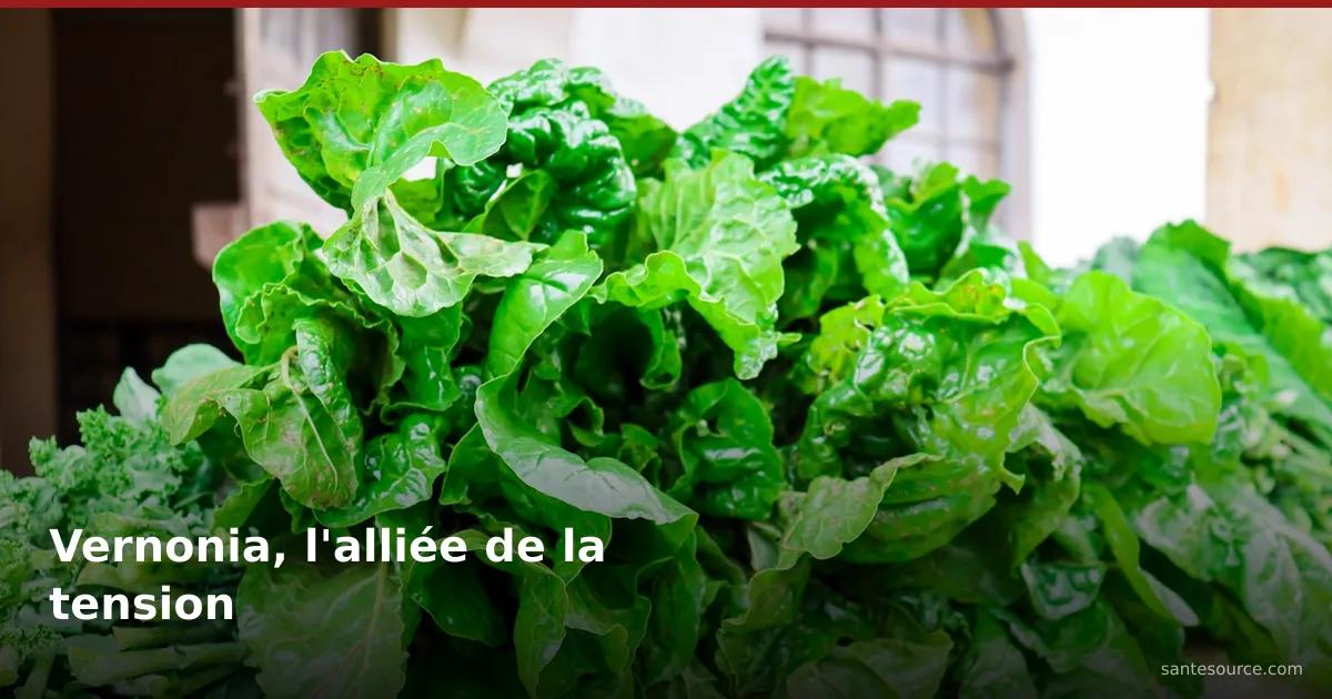 Feuilles vertes de vernonia (feuille amère) fraîches, plante contre l’hypertension au Cameroun