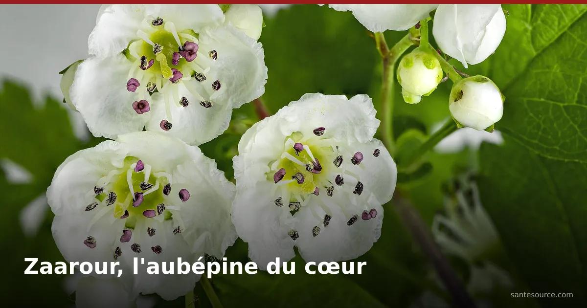 Fleurs et baies d'aubépine (Crataegus monogyna), le zaarour du Moyen Atlas, cardiotonique traditionnel