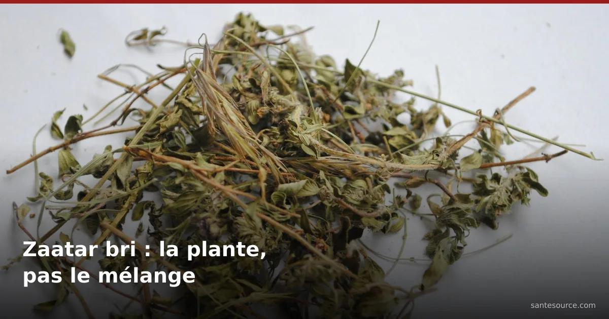 Feuilles d'origan séchées en vrac, comme le zaatar bri vendu chez l'attar au Maroc