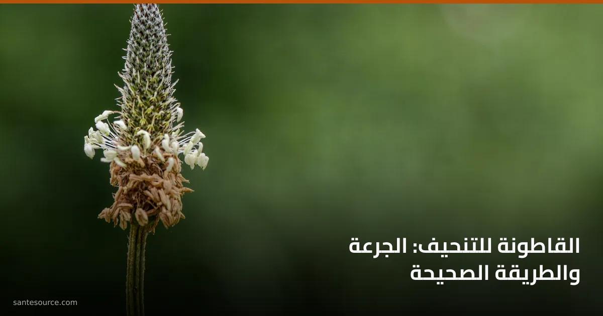 سنبلة نبات لسان الحمل (Plantago)، الجنس النباتي الذي تُستخرج منه بذور القاطونة (psyllium) المستعملة للشبع والتنحيف.