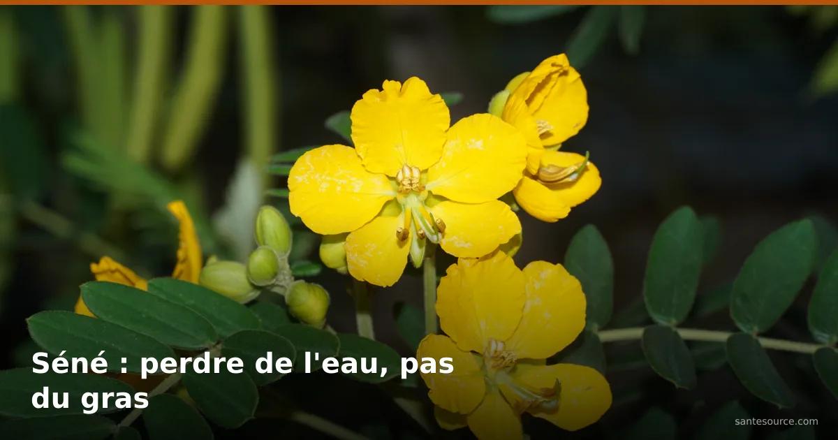 Fleurs jaunes de séné (Senna alexandrina), plante laxative détournée en tisane minceur au Maroc