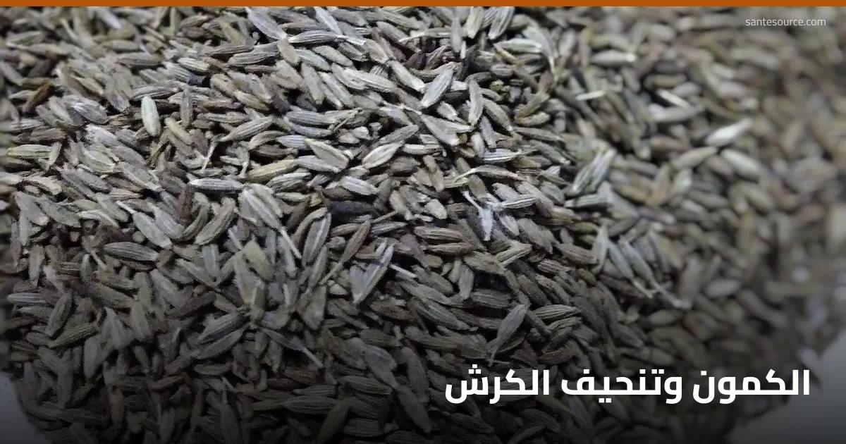 بذور الكمون (Cuminum cyminum)، حليف الهضم والشبع في وصفات تنحيف البطن المغربية