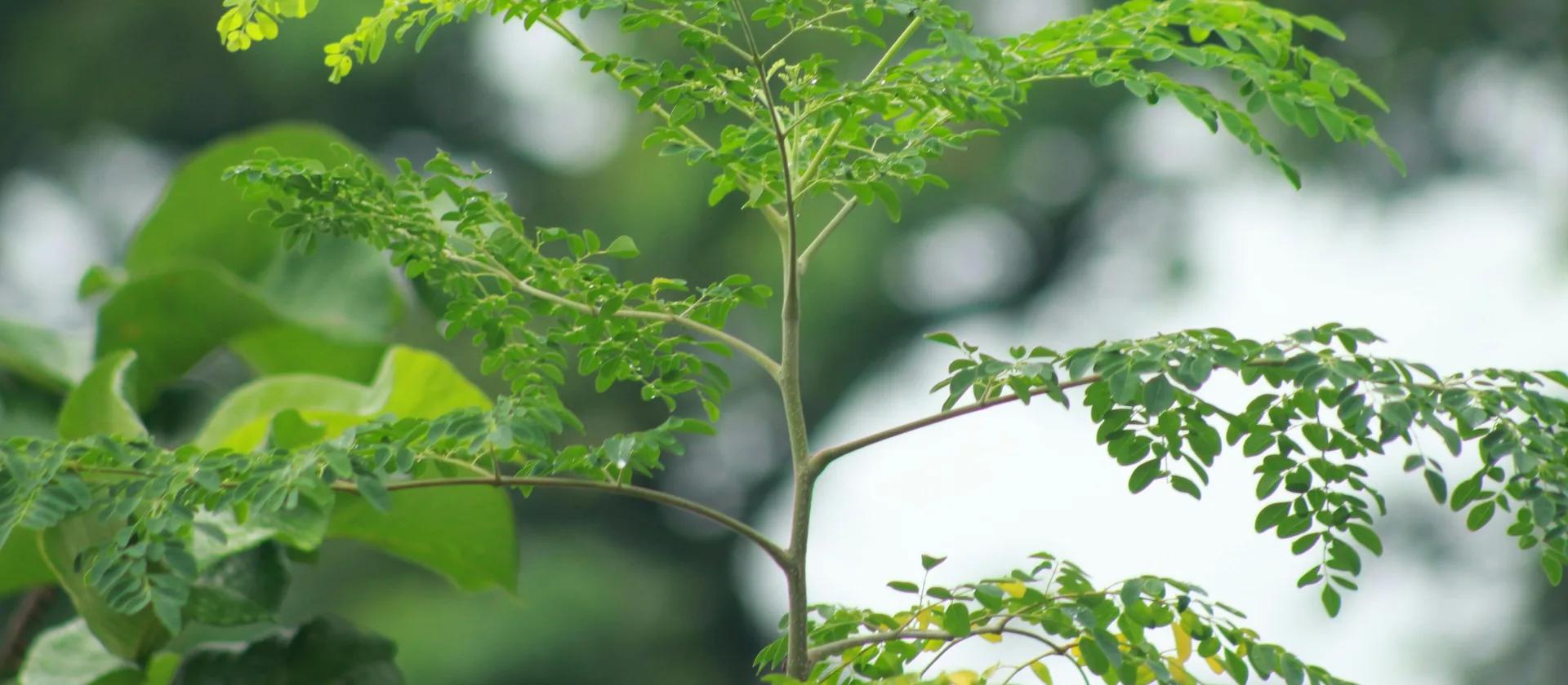 Feuillage de moringa en gros plan, photographie moderne de plantes médicinales africaines.
