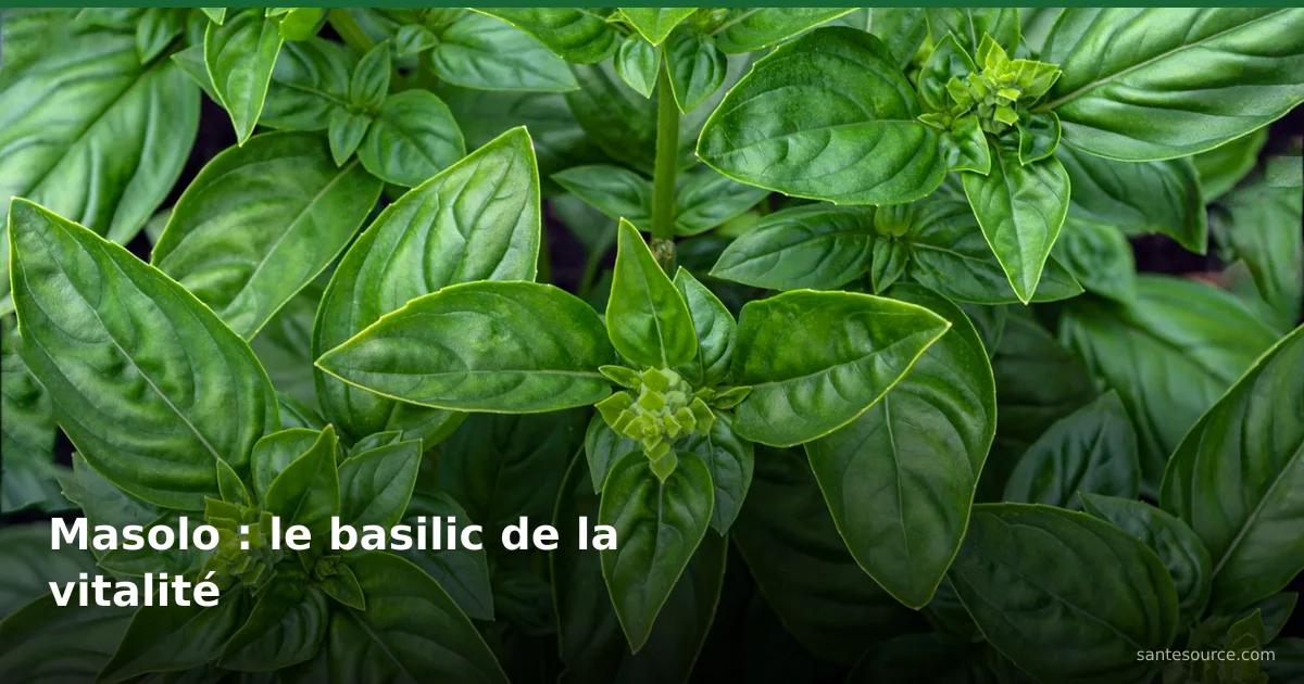 Feuilles fraîches de basilic africain (masolo), plante de la vitalité masculine en RDC