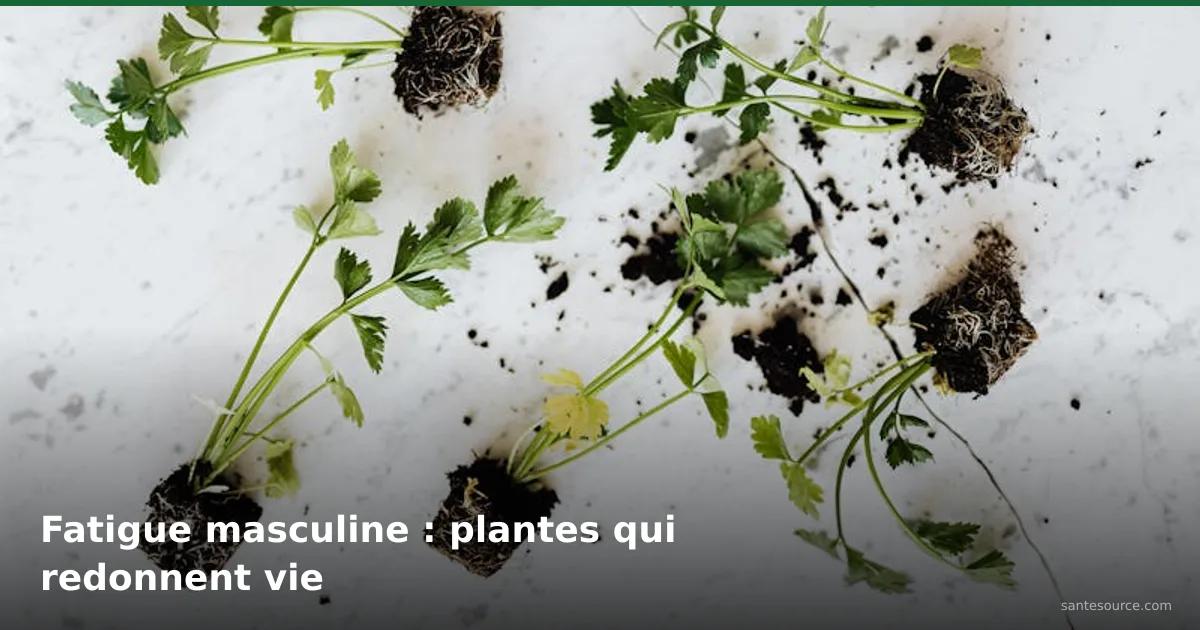 Petites plantes médicinales avec racines sur fond blanc, remèdes naturels contre la fatigue masculine en Afrique