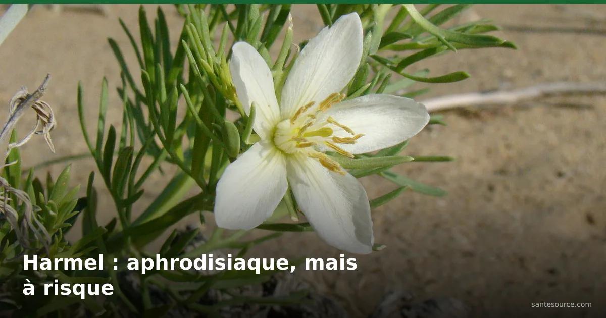 Fleur blanche de harmel (Peganum harmala) dans le désert, plante aphrodisiaque traditionnelle à risque au Maroc