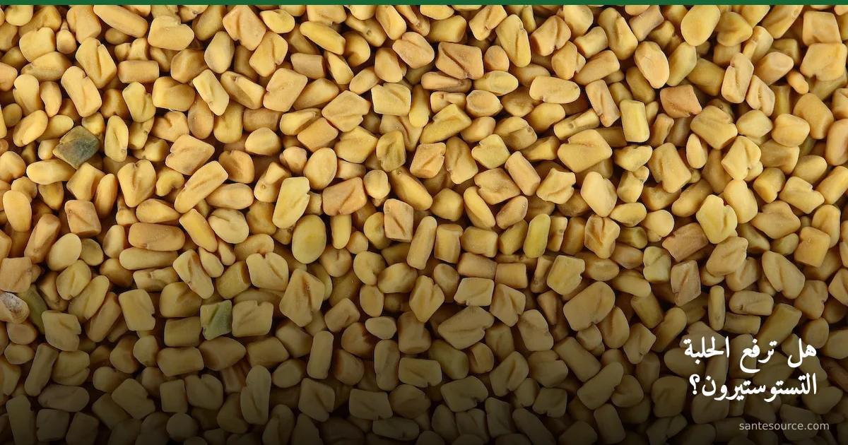 بذور الحلبة الذهبية عن قرب، دعم غذائي طبيعي مرتبط بالتستوستيرون وصحة الرجل المغربي