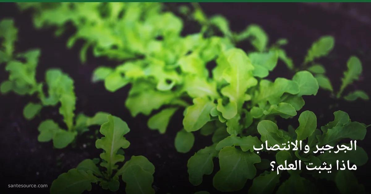نبتة الجرجير الطازجة تنمو في التربة، غذاء طبيعي داعم للأوعية الدموية وصحة الرجل والانتصاب