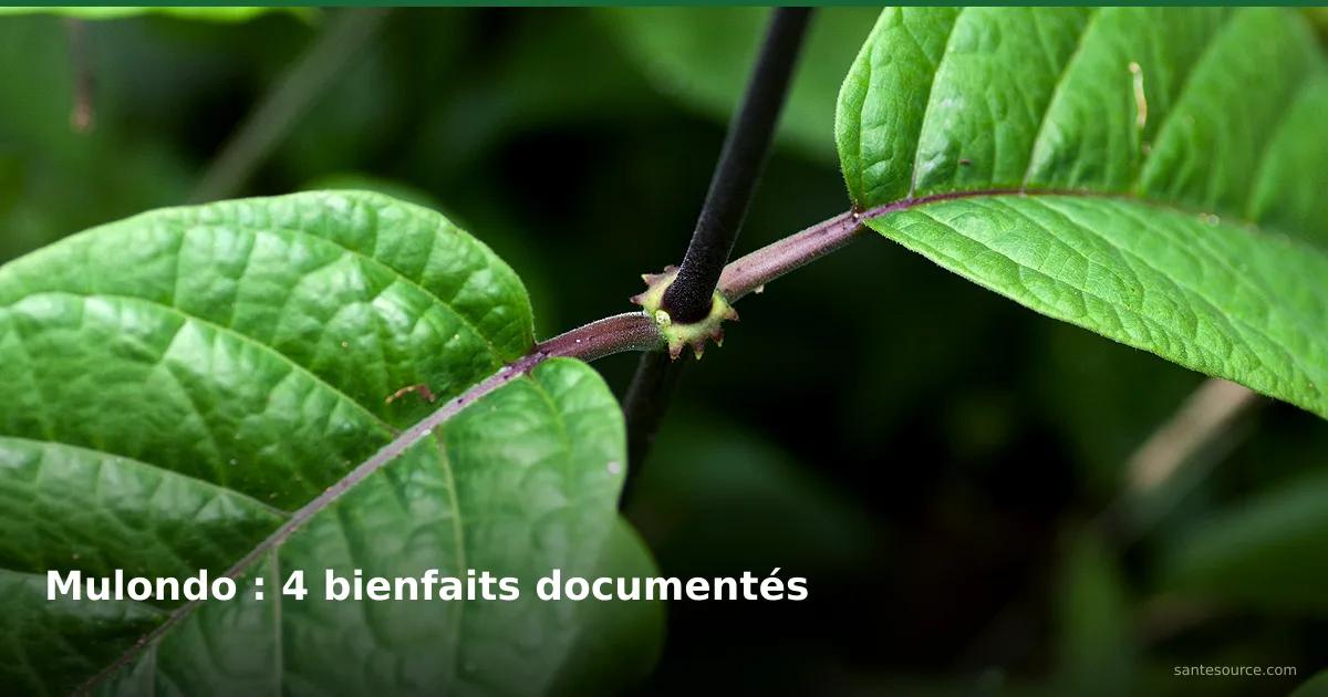 Feuilles et tige de Mondia whitei (mulondo) en forêt, plante racine de vitalité masculine en RDC