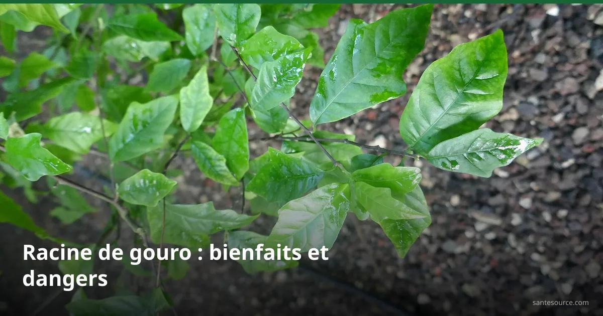Feuillage vert brillant de la racine de gouro (Turraea heterophylla), arbuste tonique ivoirien