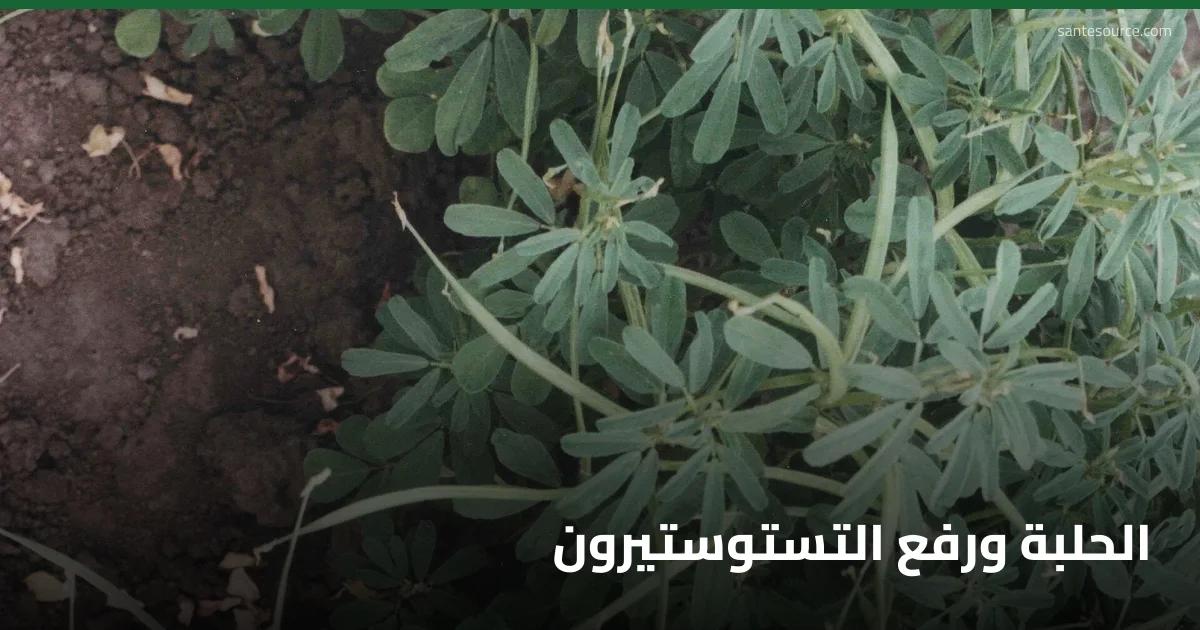 بذور الحلبة (Trigonella foenum-graecum)، من أشهر نباتات دعم التستوستيرون في التراث المغربي